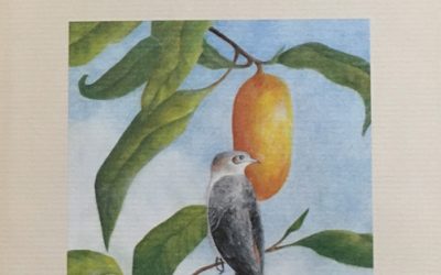 Under The Mango Tree